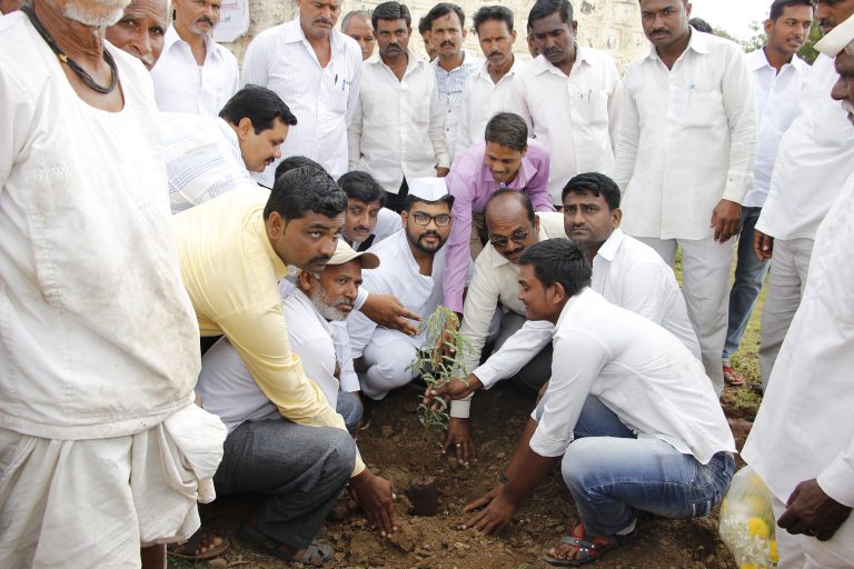 Tree Plantation 1